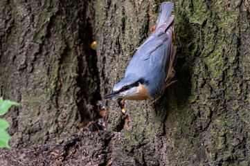 kowalik niebieski ptak głową w dół na pniu drzewa
