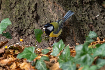 sikora bogatka (Parus major) mały ptak z żółtym brzuszkiem © Henryk Niestrój