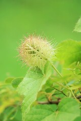 Passiflora foetida (Also called Passiflora foetida, stinking passionflower, wild maracuja, bush...