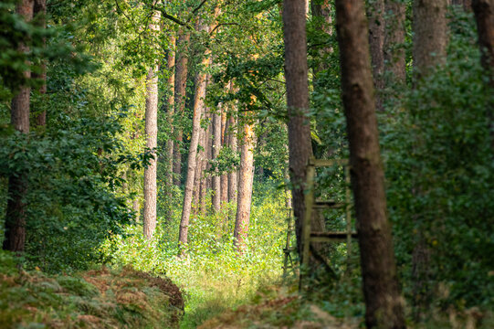ambona myśliwska w lesie i na skraju lasu do obserwacji i polowania