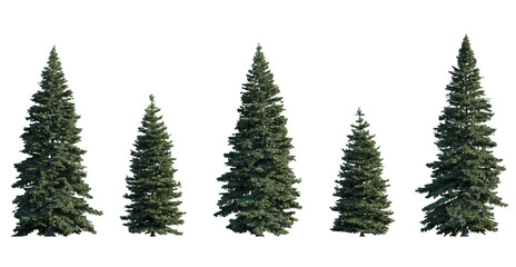 Picea pungens frontal set (colorado blue, green spruce) evergreen pinaceae needled fir tree isolated png on a transparent background perfectly cutout high resolution
