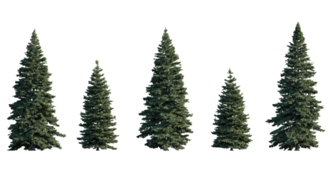 Picea pungens frontal set (colorado blue, green spruce) evergreen pinaceae needled fir tree isolated png on a transparent background premium cutout high resolution