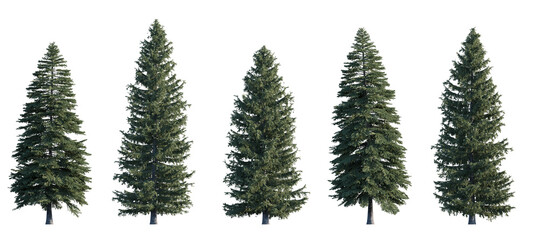 Picea pungens frontal set (colorado blue, green spruce) evergreen pinaceae needled fir tree medium...