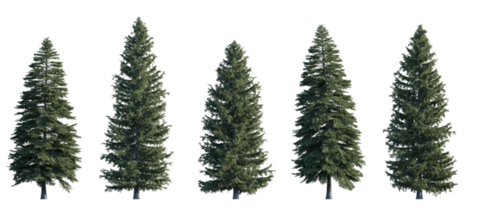Picea pungens frontal set (colorado blue, green spruce) evergreen pinaceae needled fir tree medium and big isolated png on a transparent background premium cutout high resolution