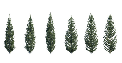 Picea pungens frontal set (colorado blue, green spruce) evergreen pinaceae needled fir small tree...