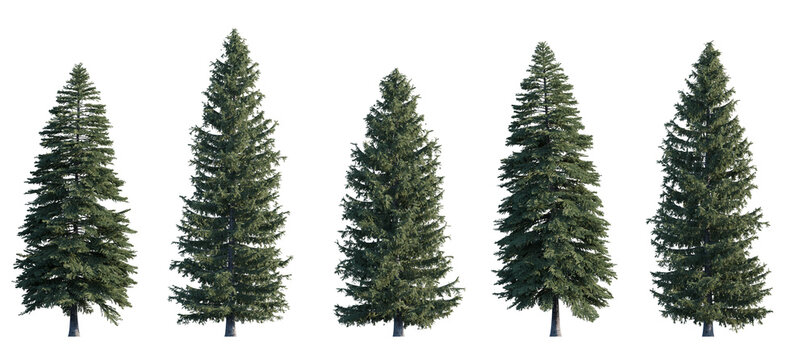 Picea pungens frontal set (colorado blue, green spruce) evergreen pinaceae needled fir tree medium and big isolated png on a transparent background perfectly cutout high resolution
