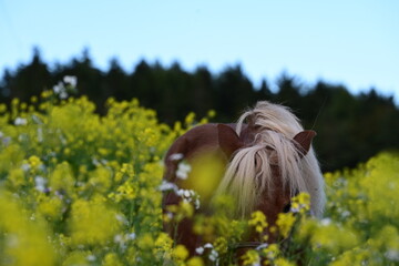 Blumenpony. Süßes Shetlandpony zwischen gelben Blumen
