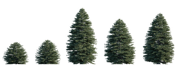 Picea pungens frontal set (colorado blue, green spruce) evergreen pinaceae needled fir tree medium...