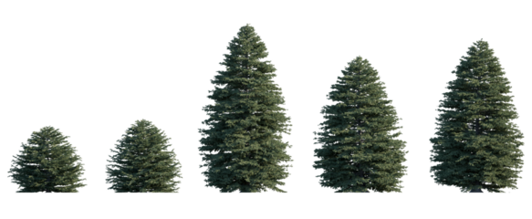 Picea pungens frontal set (colorado blue, green spruce) evergreen pinaceae needled fir tree medium and small isolated png on a transparent background premium cutout high resolution