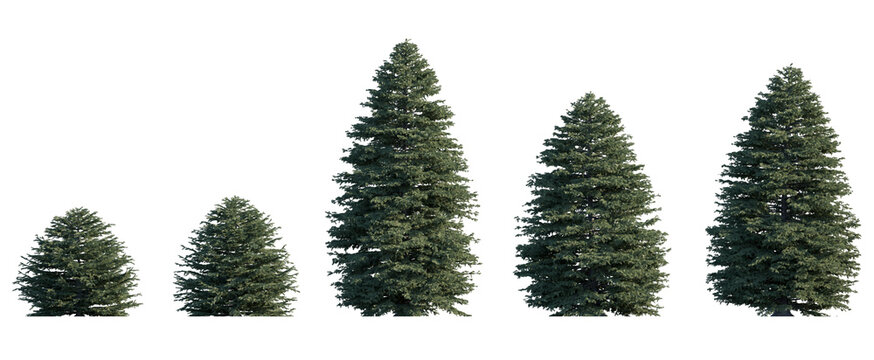 Picea pungens frontal set (colorado blue, green spruce) evergreen pinaceae needled fir tree medium and small isolated png on a transparent background perfectly cutout high resolution
