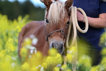 Blumenpony. Süßes Shetlandpony zwischen gelben Blumen