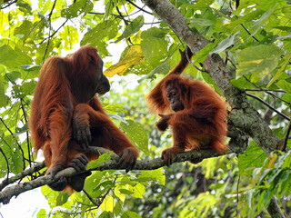 Female Sumatran Orangutan, Pongo abelii, with cub sitting on a branch, Gunung Leuser National Park,...