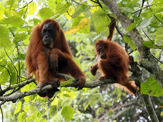 Obraz premium Female Sumatran Orangutan, Pongo abelii, with cub sitting on a branch, Gunung Leuser National Park, Sumatra