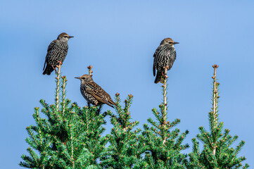 ptaki szpaki siedzące na szczycie drzewa na jodle