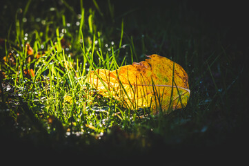 liść w trawie w świetle wiosennego słońca