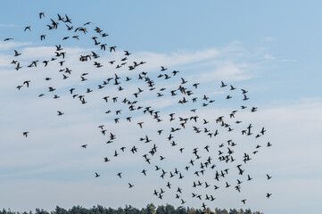 ogromne stado ptaków na niebie