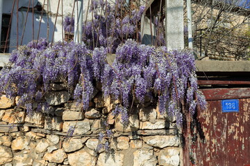 Japanese wisteria -Wisteria floribunda- violet flowers hanging over the stone wall of a Varos-Old Town neighbourhood house. Ohrid-North Macedonia-326