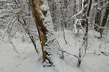 winter forest covered with snow