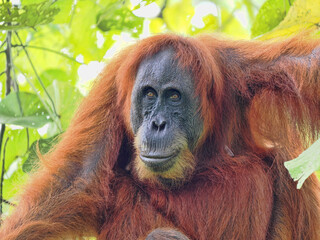 Portrait of a female wild Sumatran Orangutan, Pongo abelii, in the rainforest, Gunung Leuser...
