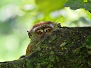 Male Long-tailed Macaque, Macaca fascicularis, peeking out from behind a boulder, Sumatra, Indonesia