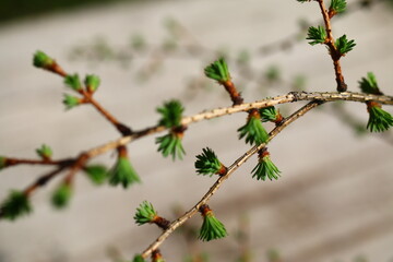 modrzew larix © Perovskia