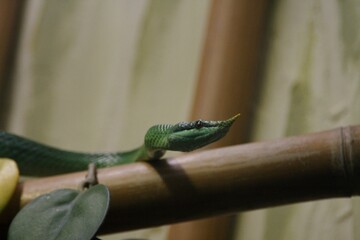 lizard on a branch