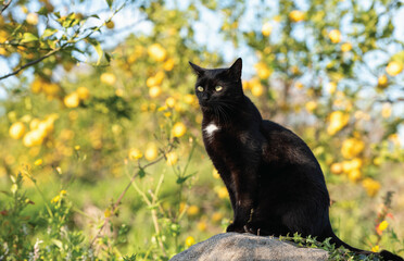 Close up portrait of black cat photo.