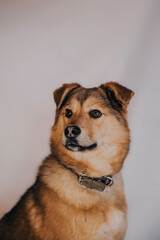 Portrait of an dog mixed breed puppy