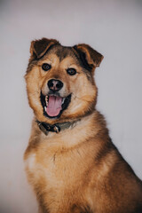 Portrait of an dog mixed breed puppy