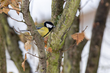 sikorka bogatka (Parus major) siedzi na gałęzi © Henryk Niestrój