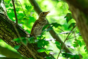 drozd paszkot lub śpiewak wśród gałęzi  © Henryk Niestrój