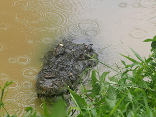 A large Salt-Water Crocodile, Crocodylus porosus, peeks out of the water in Indonesia