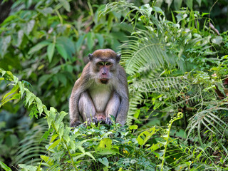 Angry male Long-tailed Macaque, Macaca fascicularis, sitting in dense vegetation, Sumatra, Indonesia