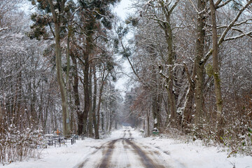 road to the forest near the cemetery in winter
