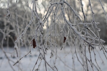 birch branches in frost in December