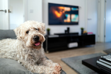 Irish soft coated wheaten terrier adult sits in bright minimalist living room. Isolated adorable...