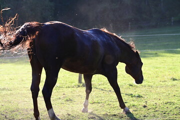 Nasses Pferd wälzt und schüttelt sich auf der Wiese