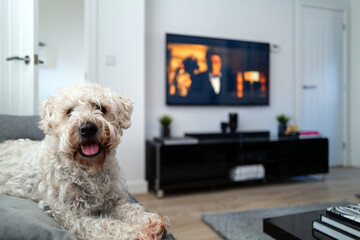 Irish soft coated wheaten terrier adult sits in bright minimalist living room. Isolated adorable...