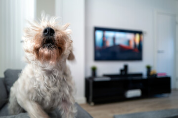 Irish soft coated wheaten terrier adult barks in bright minimalist living room. Isolated adorable...