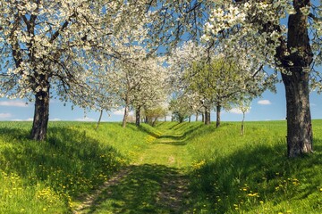 Fototapeta premium bridle path and alley of flowering cherry and plum trees