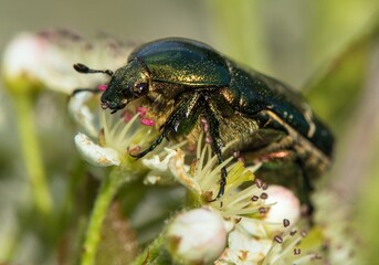 Green Rose Chafer, in latin Cetonia Aurata
