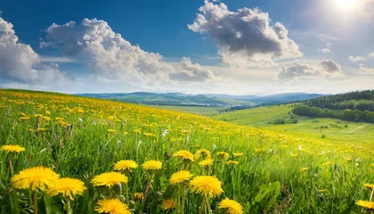 Papier Peint photo Lavable Prairie, marais beautiful meadow field with fresh grass and yellow dandelion flowers in nature against a blurry blue sky with clouds summer spring perfect natural landscape