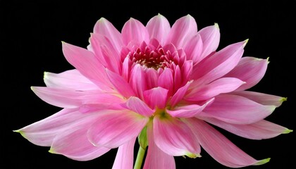 beautiful pink flower isolated on a black background