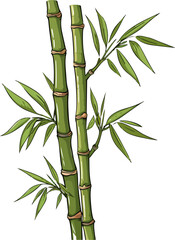 Fototapeta na wymiar Bamboo vector illustration isolated on transparent background. 
