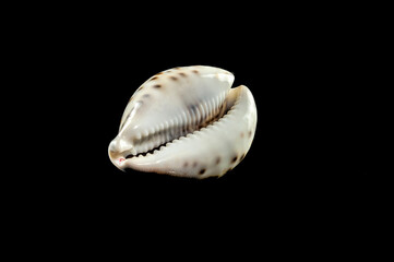 Tiger Cowrie Seashell on a black background