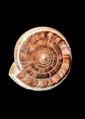 Conus Figulinus sea Shell on a black background