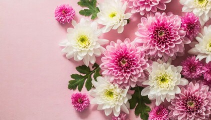 pink and white chrysanthemums on pink background background
