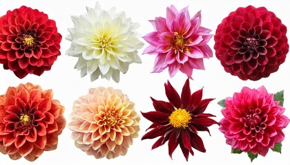 set of different dahlias isolated on white background