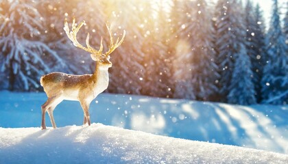 christmas winter background banner view of an ice deer on a snowdrift in a winter forest sparkling in the rays of the winter sun with copy space for text