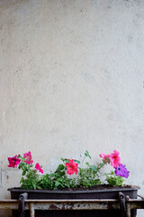 Flower box with colorful petunias